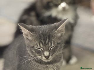 Domestic Shorthair cats 2 beautiful kittens grey and tabby in London - Advert 5