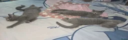 British Shorthair cats for sale: Purebred British Shorthair Kittens - 2 left! - Advert 11