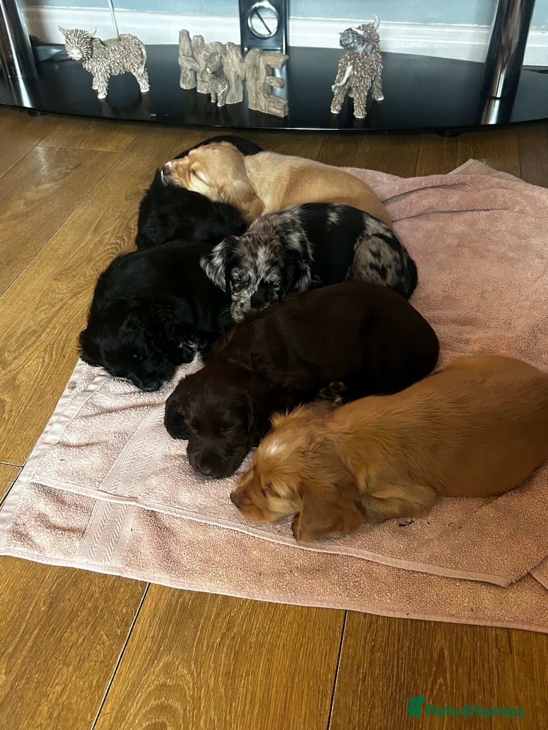 Cocker Spaniel dogs for sale: 2 beautiful cocker spaniels out of a litter of 7 - Image 6