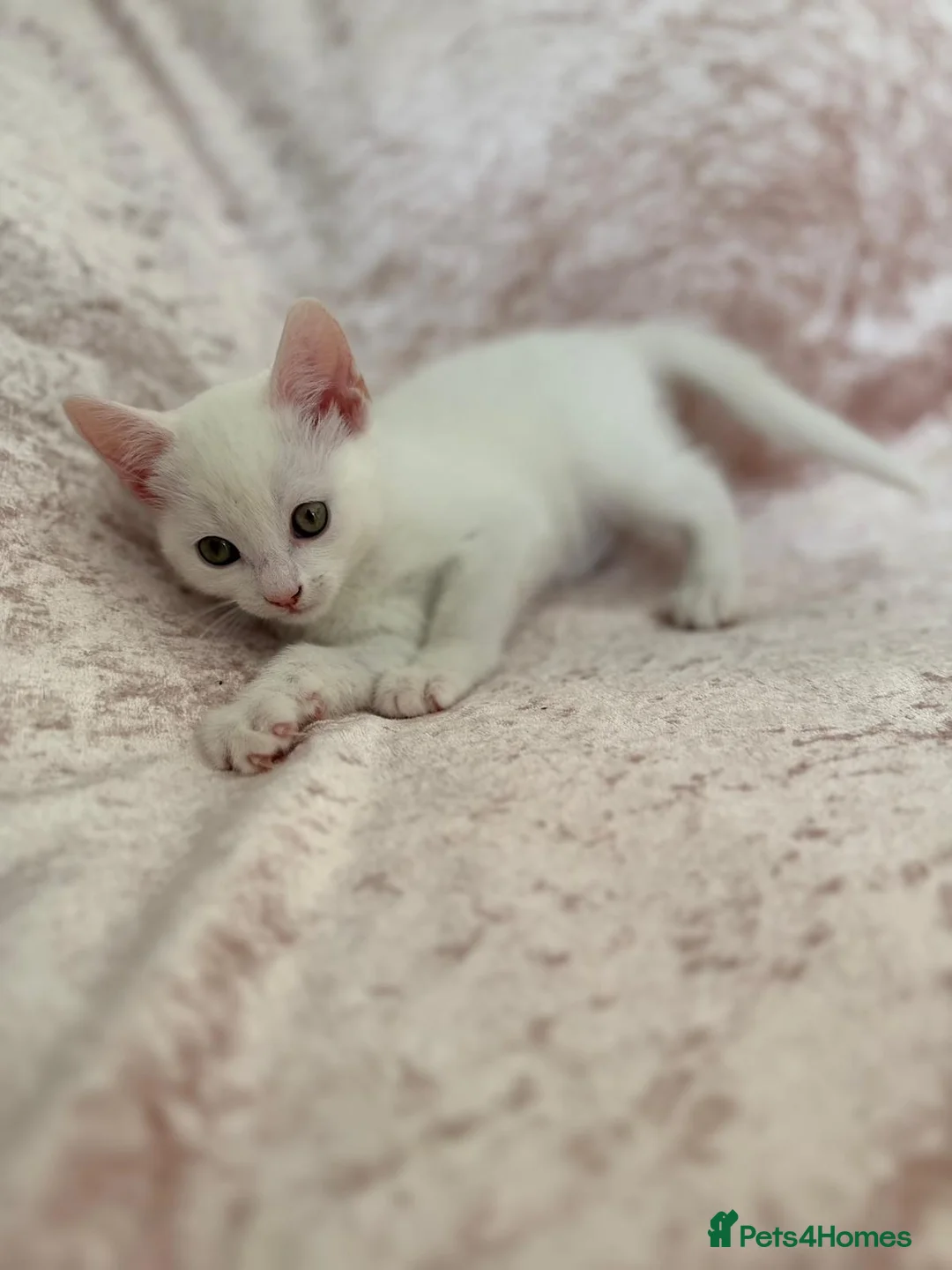 Mixed Breed cats for sale: Beautiful Bengal mix kittens  - Advert 5