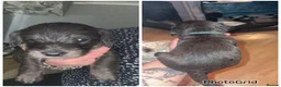 Mixed Breed dogs for sale: Doxiepoo puppies  - Advert 2