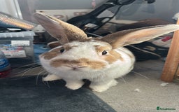Rex rabbits for sale: Rabbit for sale due to unforeseen circumstances  - Image 2