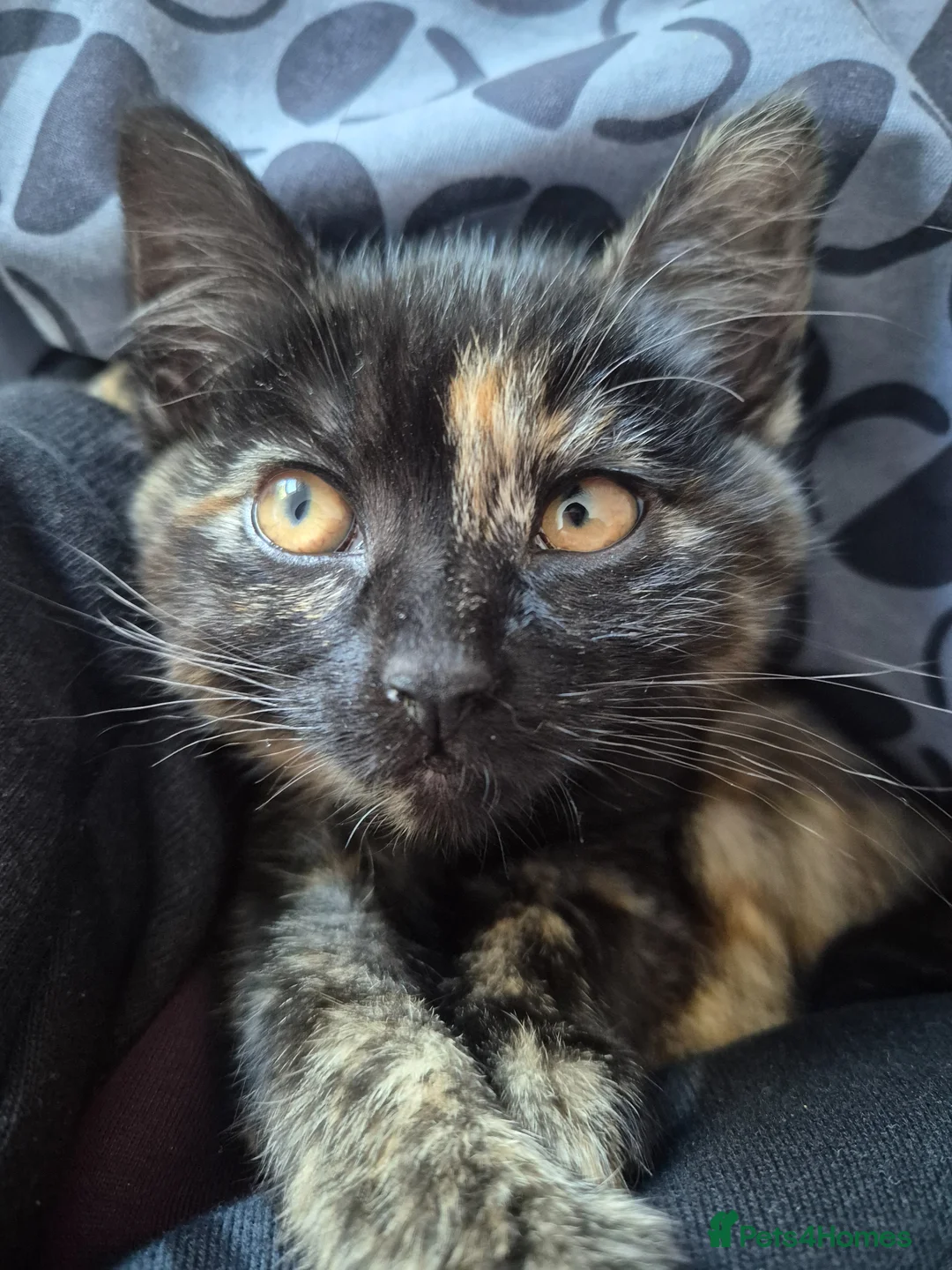 Mixed Breed cats for sale: Cats for sale - Advert 2
