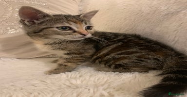 British Shorthair cats - Advert 8