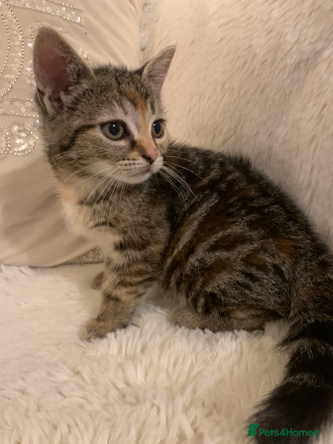 British Shorthair cats for sale: Ready now British short haired & bengal kittens x4 - Image 3