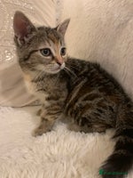 British Shorthair cats - Advert 3