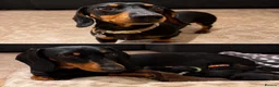 Dachshund dogs for sale: Dachshund Puppies – 2 Reserved, Family Raised - Advert 16