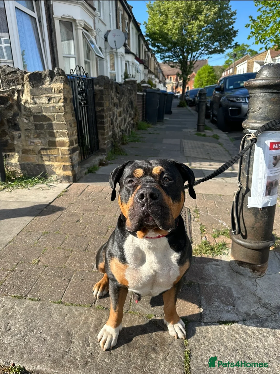 Old Tyme Bulldog dogs for stud: Old tyme bulldog cross for stud. - Advert 2