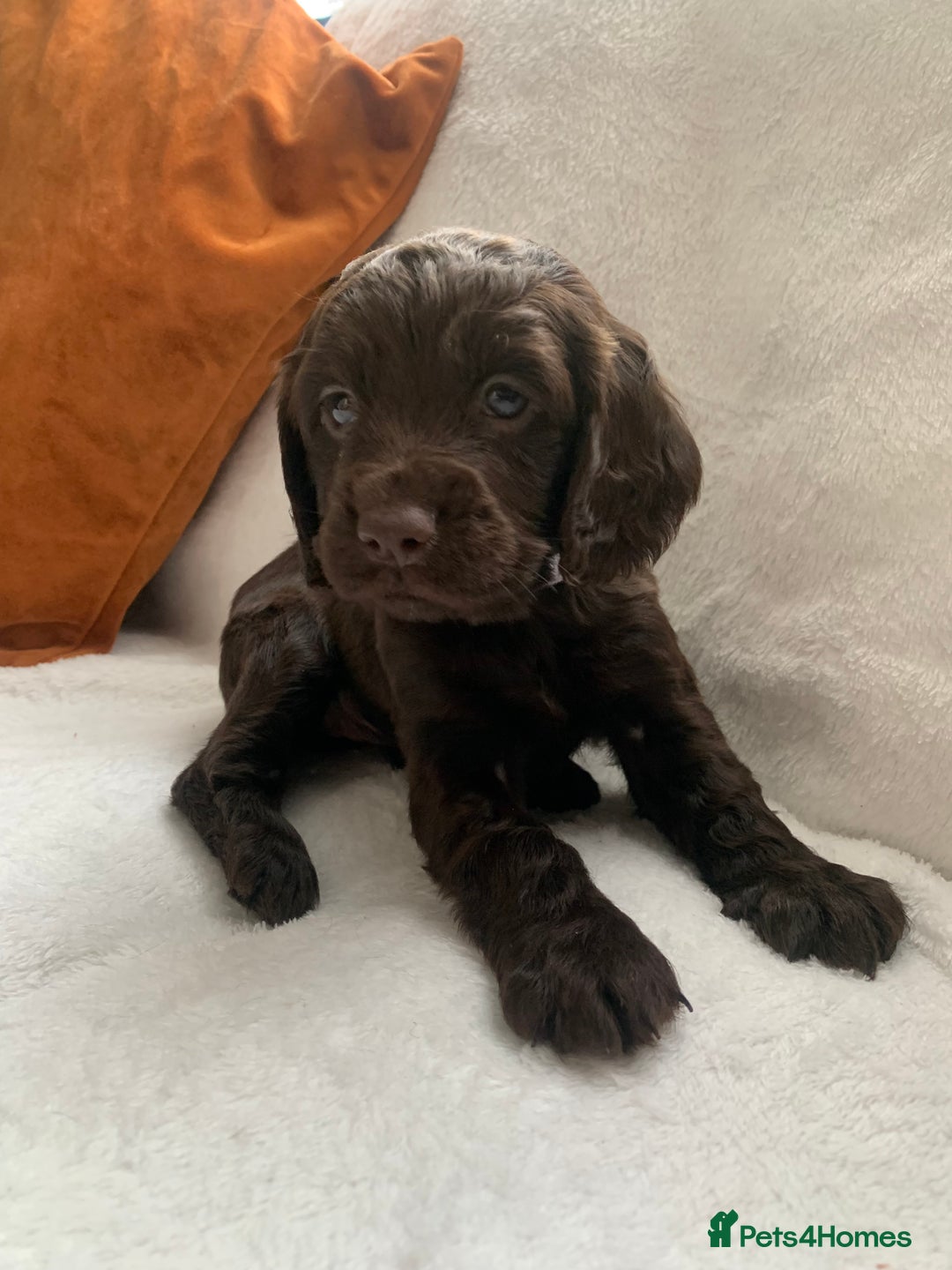 Cocker Spaniel dogs for sale: PURE CHOCOLATE WORKING COCKER SPANIELS  - Advert 21