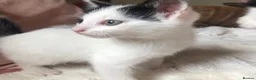 Domestic Shorthair cats for sale: Black and white domestic short hair boy kittens in Buxton - Advert 28