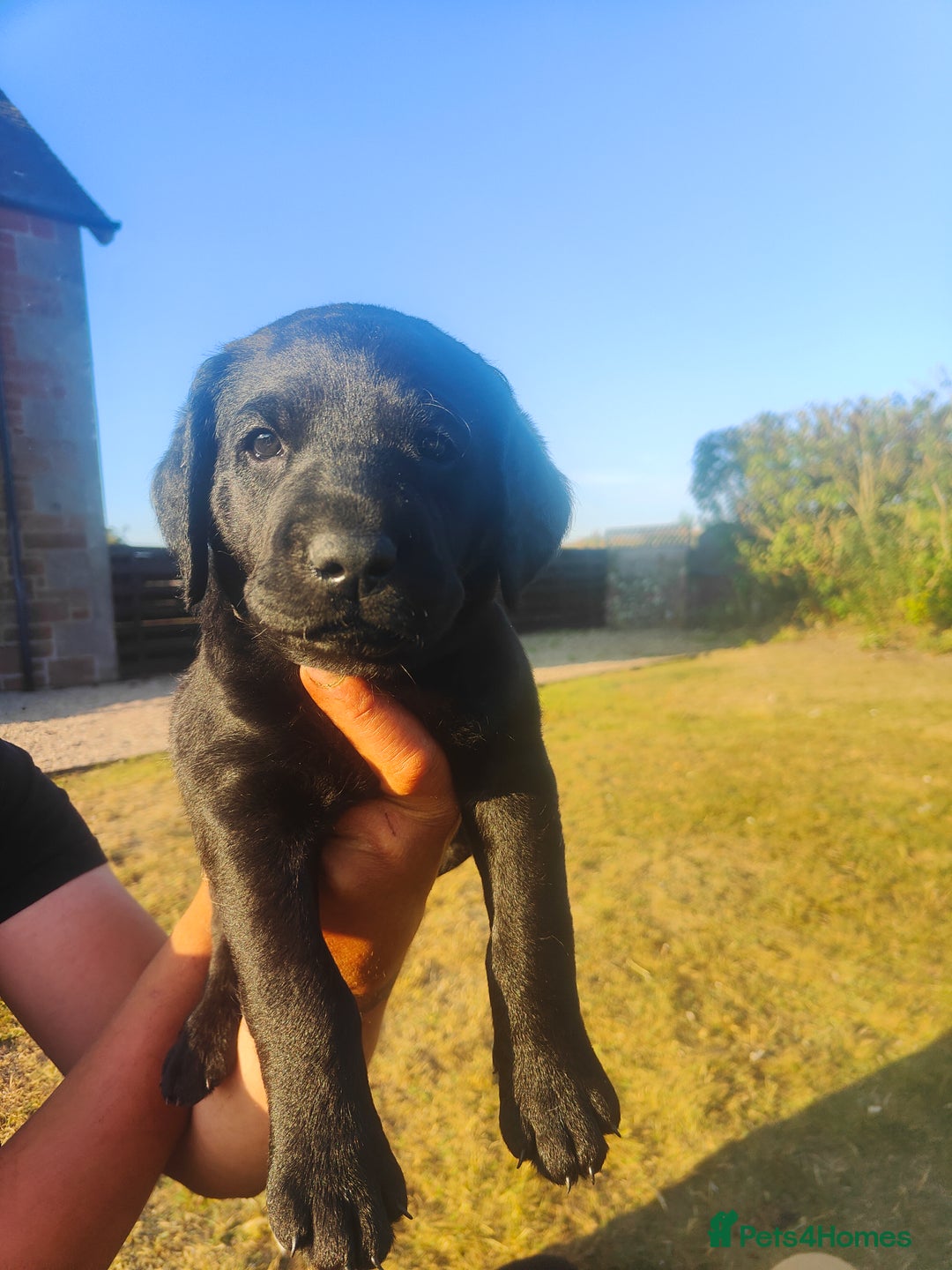 Labrador Retriever dogs for sale: Labrador puppies KC reg  - Image 5