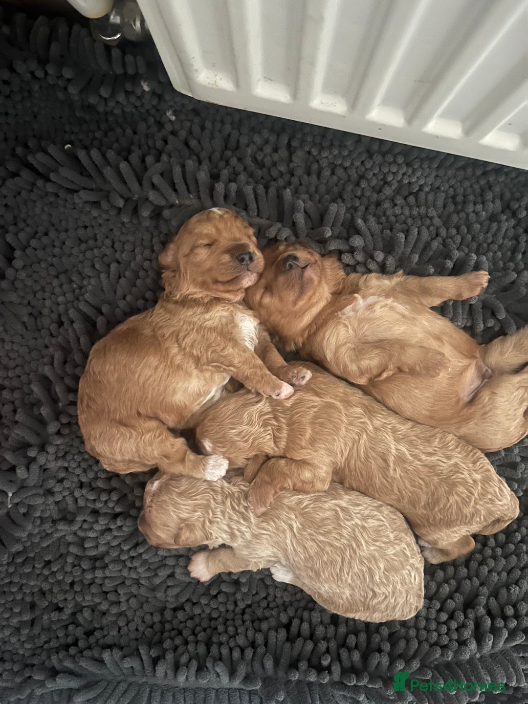 Coton De Tulear dogs for sale: Cotonoodle - Image 30