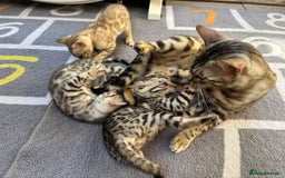 Bengal cats for sale: Female Bengal kitten available now - Image 10