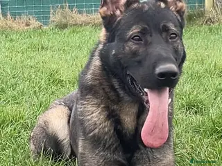 German Shepherd dogs CAESAR of TYGUARD AXLE x YORKA Z GEMERA IKC - Advert 1