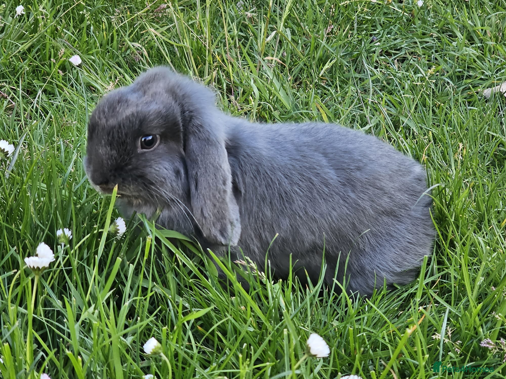 Mini Lop rabbits 2 mini lop bunnies  - Advert 4
