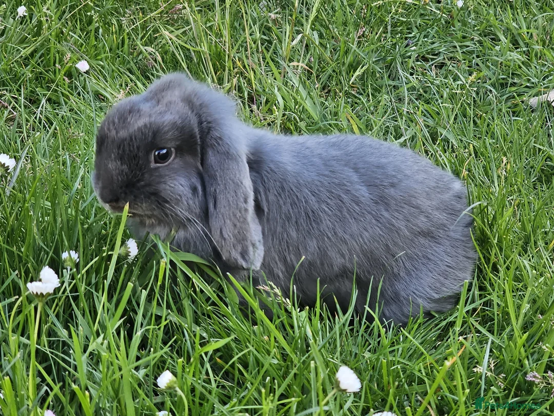 Mini Lop rabbits for sale: 2 mini lop bunnies  in Cheltenham - Advert 1