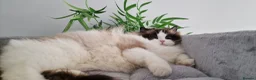 Ragdoll cats for sale: 🥰🎀 2 Stunning retired Queens top European lines - Advert 4