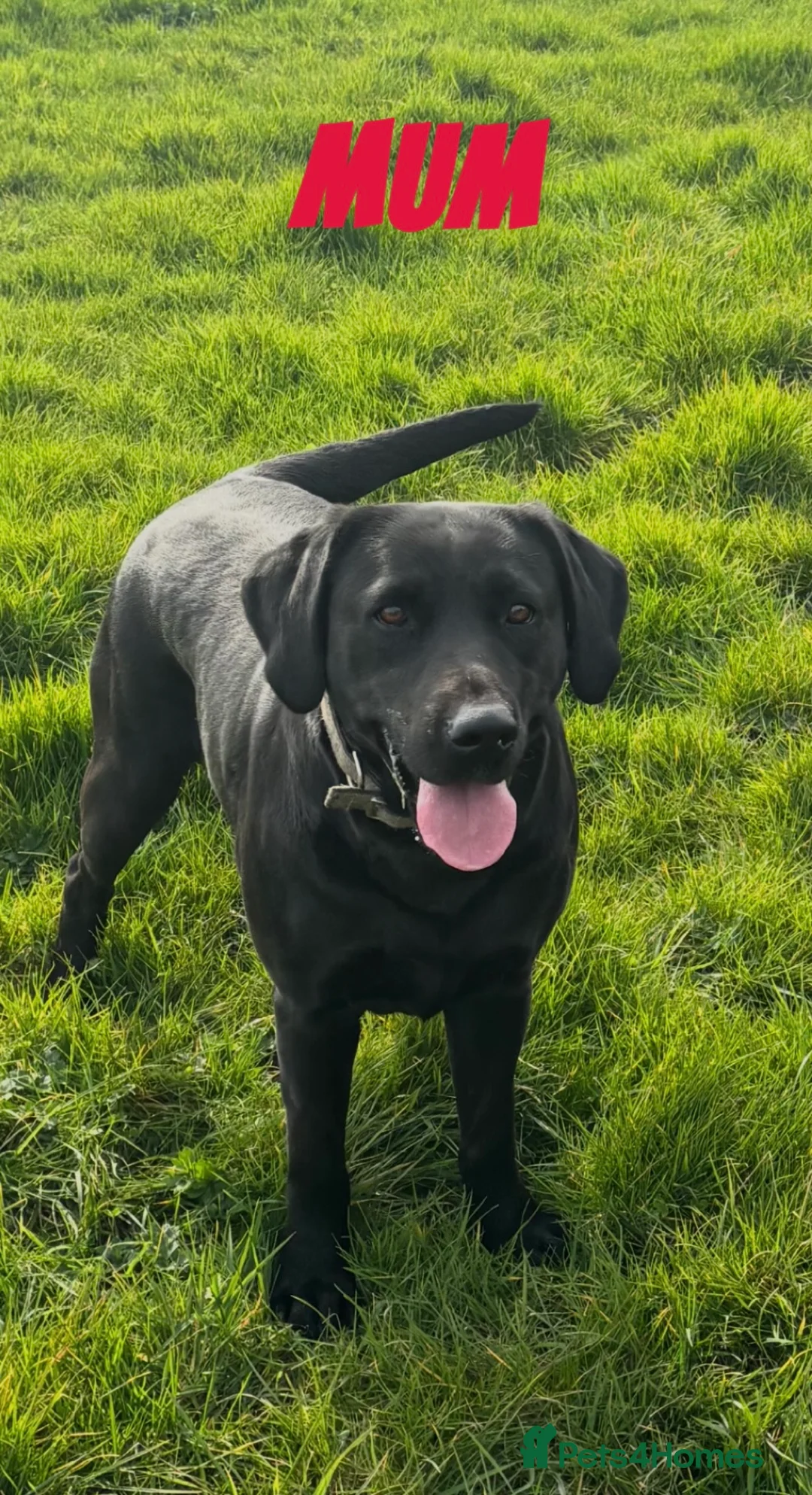 Labrador Retriever dogs for sale:  ⭐️ 5* LICENSED BREEDER - KC REGISTERED LABRADORS in Morecambe - Advert 1