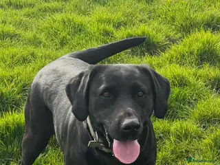 Labrador Retriever dogs ⭐️ 5* LICENSED BREEDER - KC REGISTERED LABRADORS - Advert 17