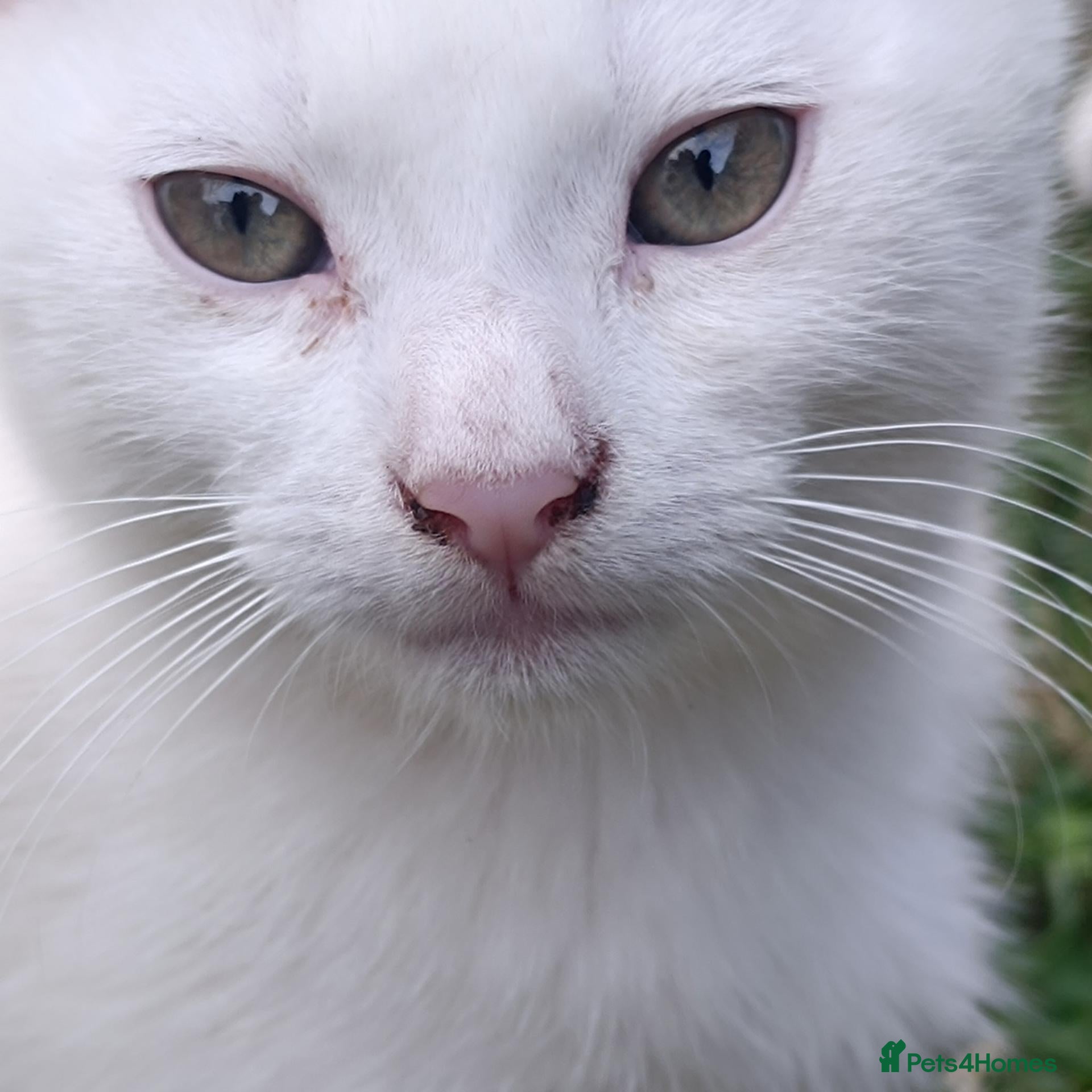 Mixed Breed cats Beautiful male kitten for sale - Advert 4