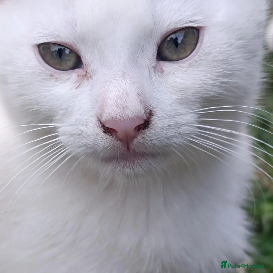 Mixed Breed cats for sale: Beautiful male kitten for sale - Advert 1