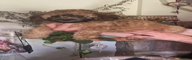 Cockapoo 7