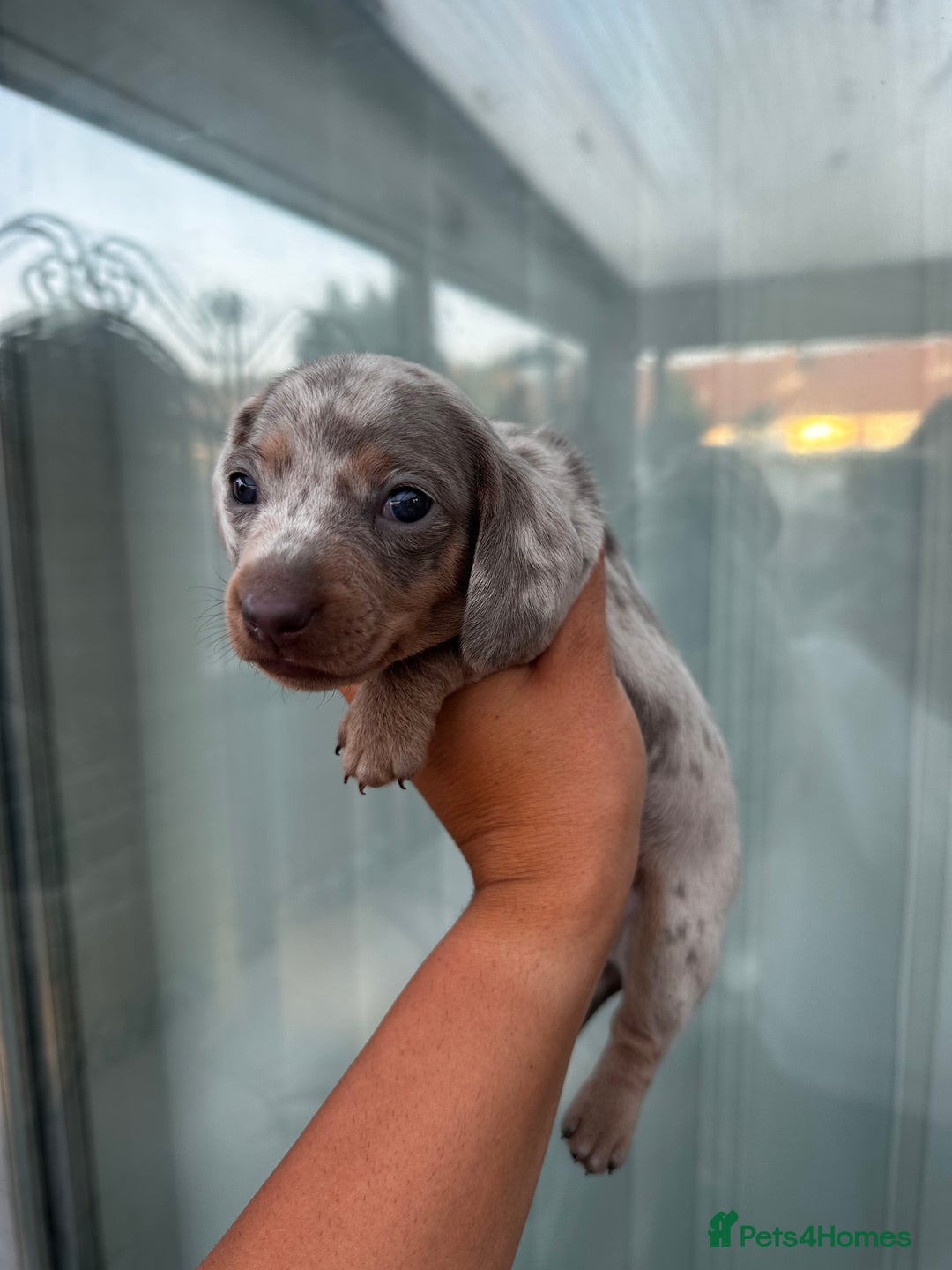 Miniature Dachshund dogs for sale: Isabella and tan dapple miniature dachshunds - Image 3