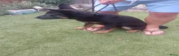 German Shepherd dogs for sale: German shepherd  in Castleford - Advert 2