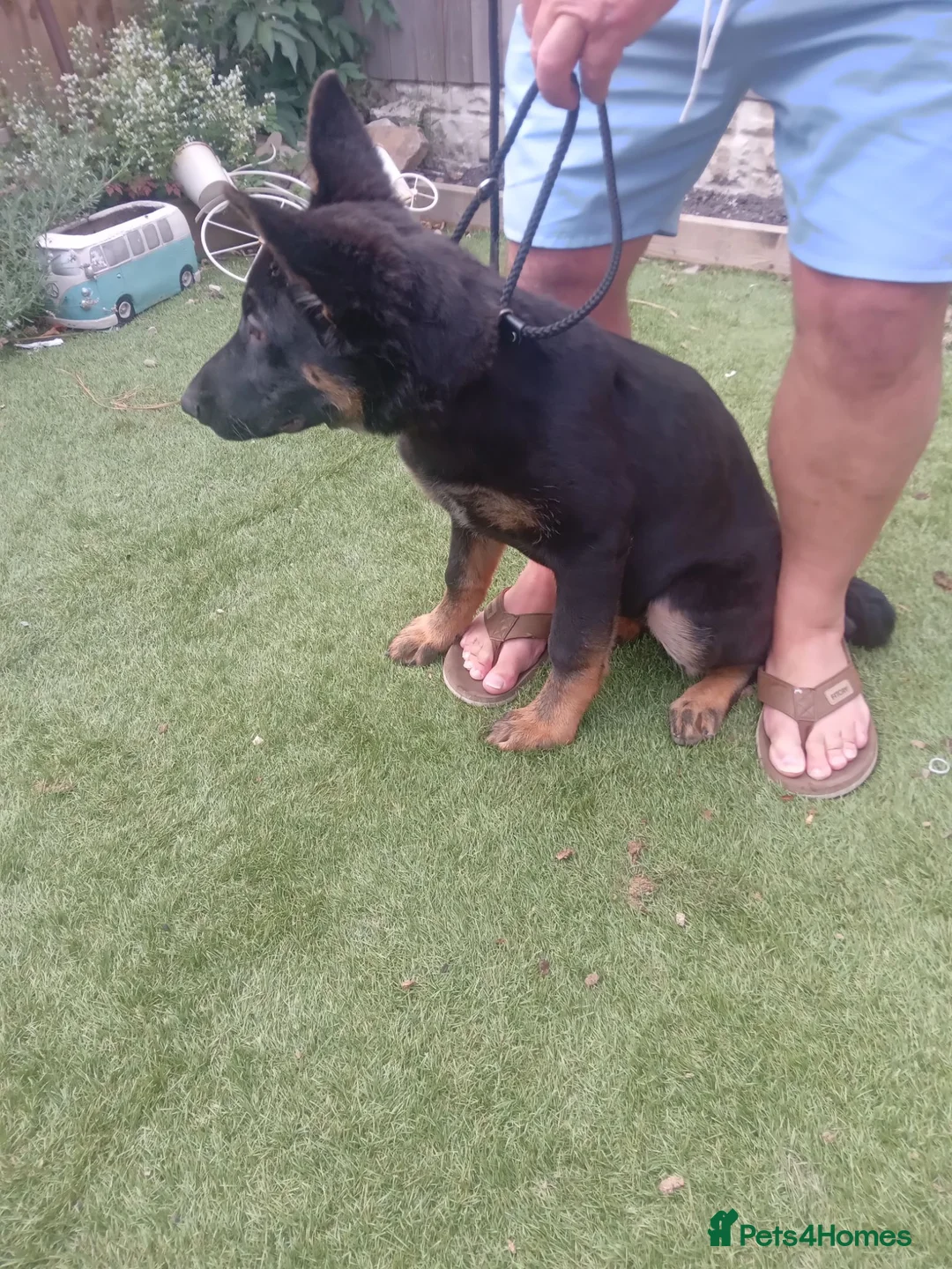German Shepherd dogs for sale: German shepherd  in Castleford - Advert 2
