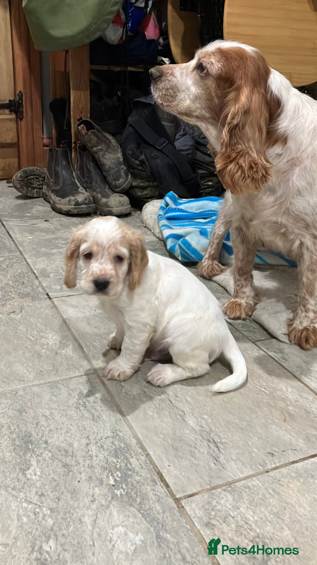 Cocker Spaniel dogs for sale: Cocker spaniel puppies (show type) - Advert 15