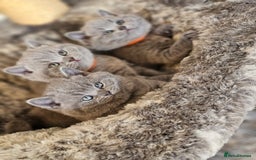 British Shorthair cats for sale: British Shorthair Blue kittens  - Image 8