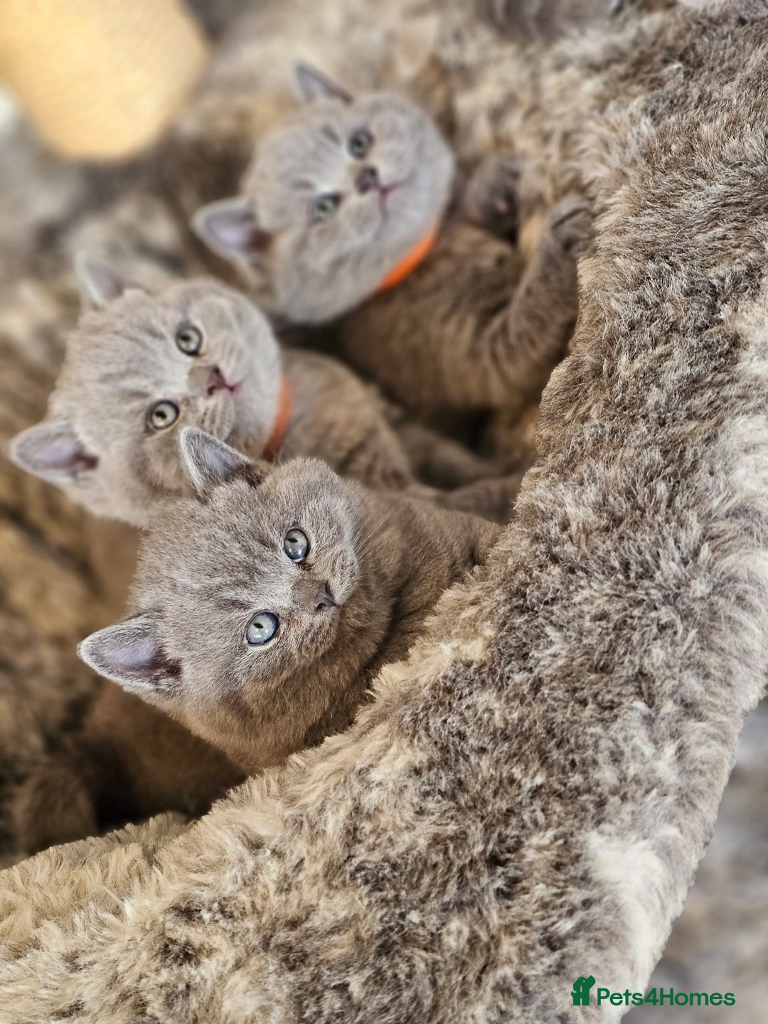 British Shorthair cats for sale: British Shorthair Blue kittens  - Image 8