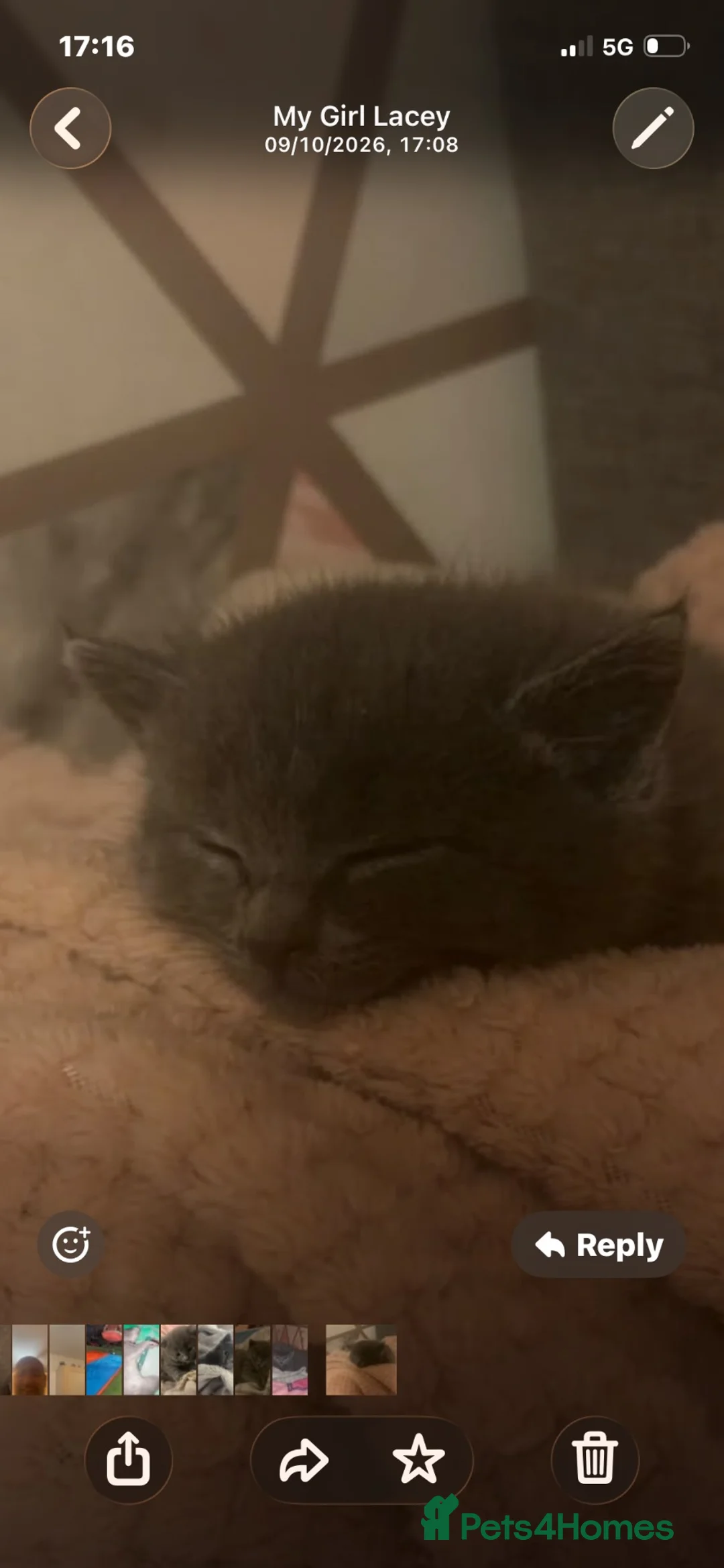 British Shorthair cats for sale: Female British shorthair kitten in Cardiff - Advert 7