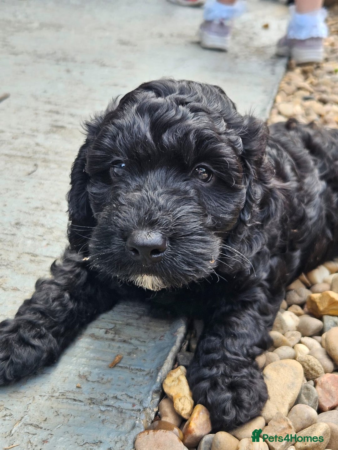 Cockapoo dogs for sale: Cockapoo boys  - Image 17