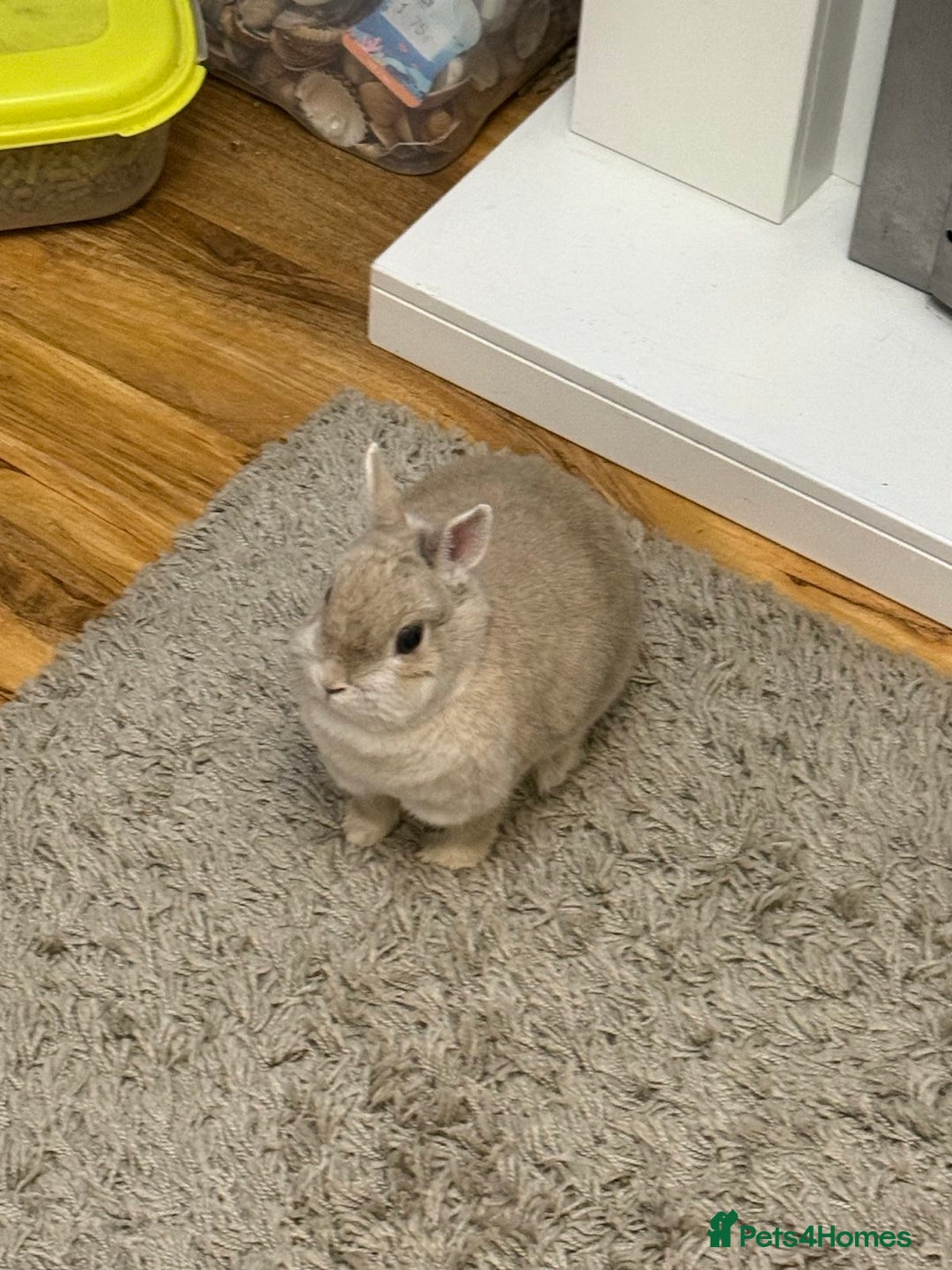 Netherland Dwarf rabbits for sale: Browny Dwarf Rabbit (URGENT) - Image 4