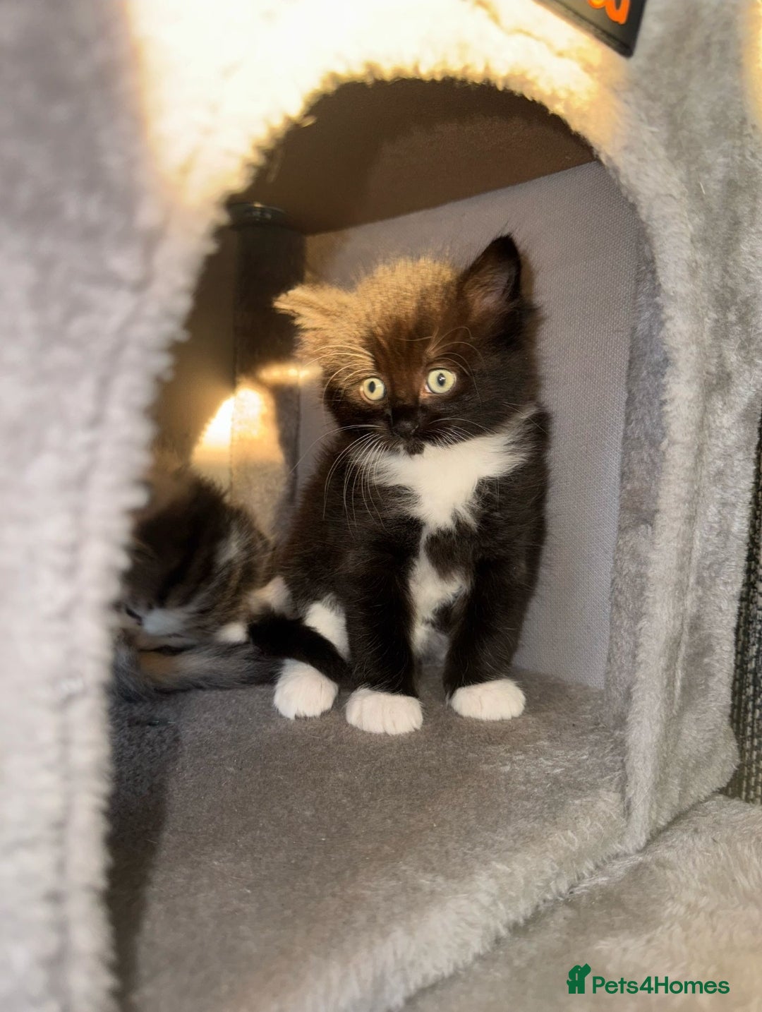 Ragdoll cats for sale: Ragdoll x Tabby Mix Kittens - Image 9