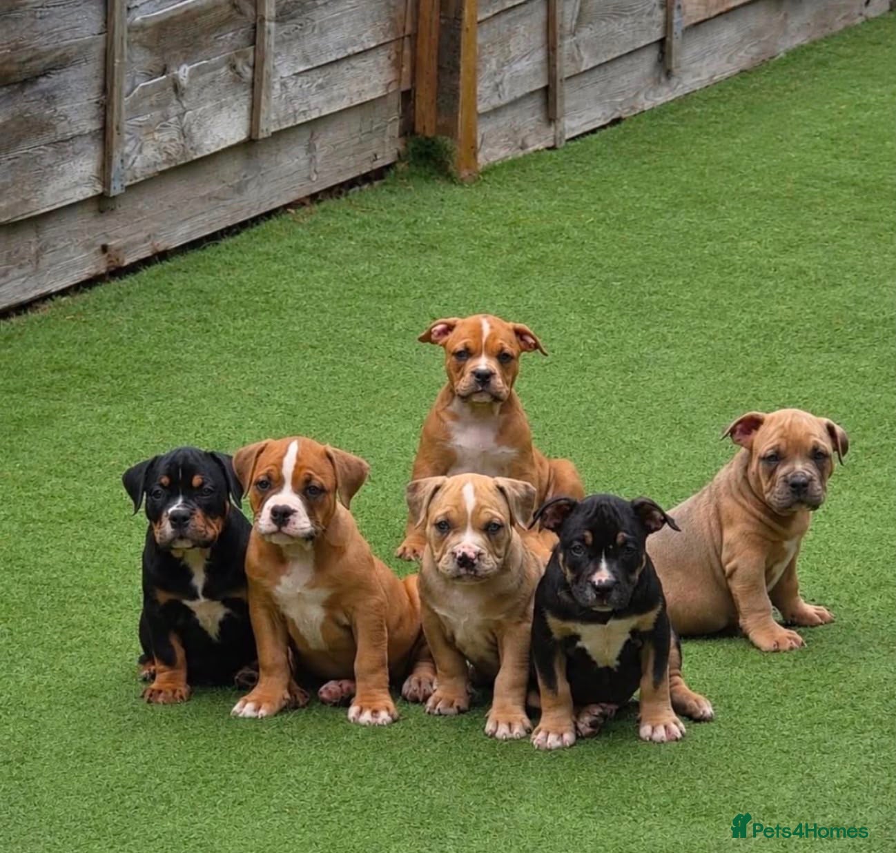 American Bully dogs Abkc American pockets - Advert 4