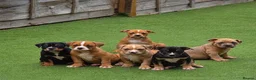 American Bully dogs for sale: Abkc American pockets - Advert 1