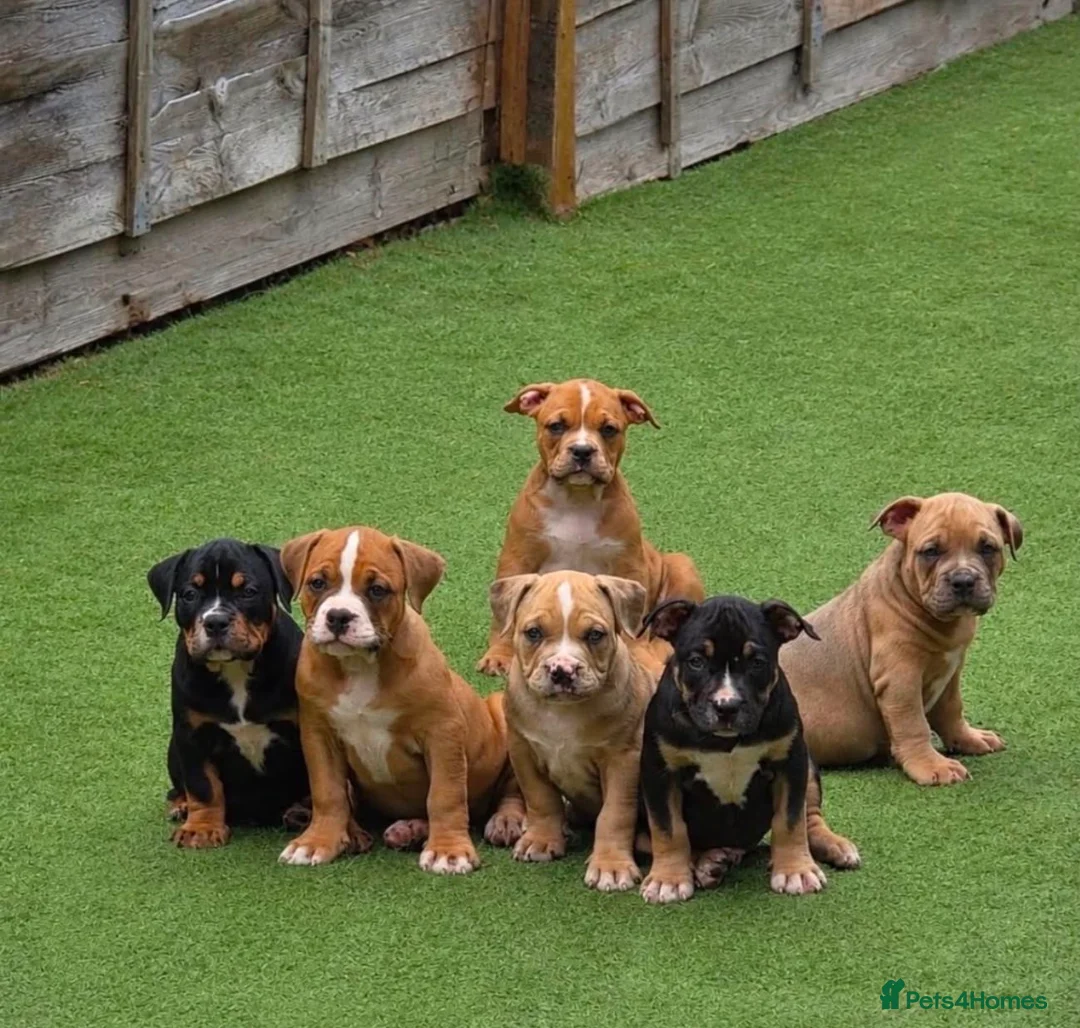 American Bully dogs for sale: Abkc American pockets - Advert 1