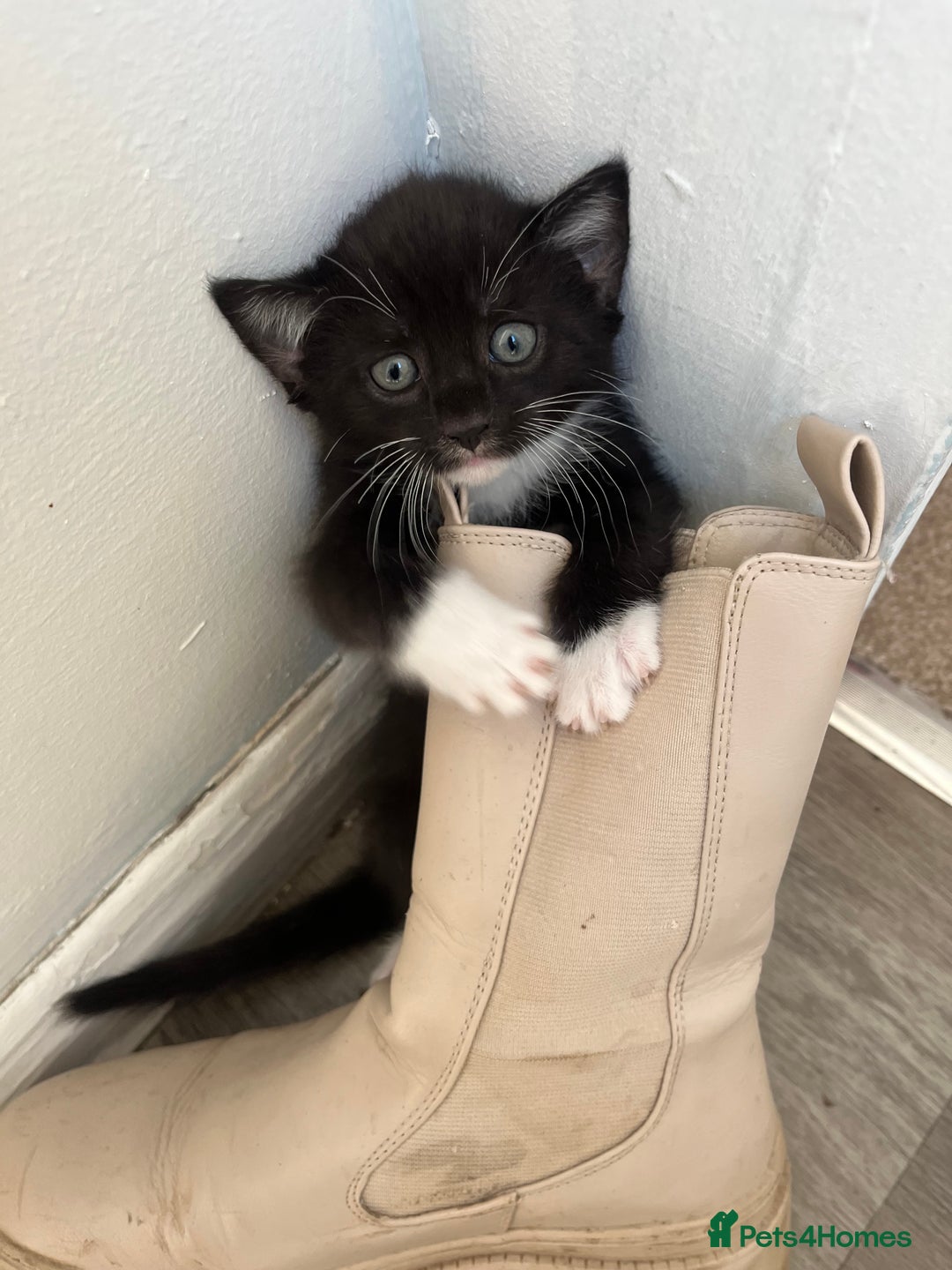 Mixed Breed cats for sale: Kittens for sale  - Image 8