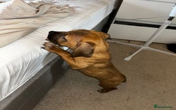 Staffordshire Bull Terrier dogs for sale: Staffordshire bull terrier sky  - Image 2