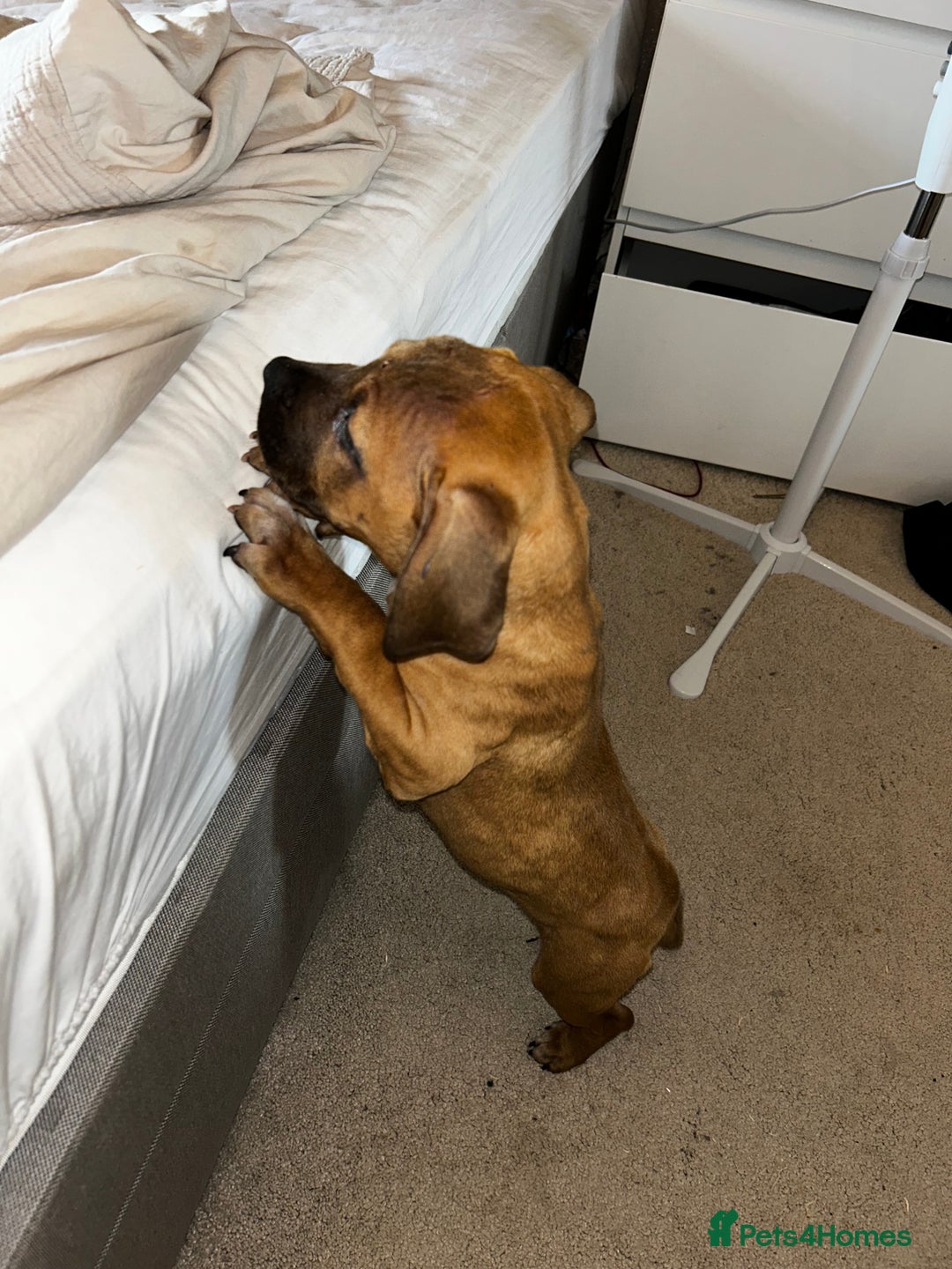 Staffordshire Bull Terrier dogs for sale: Staffordshire bull terrier sky  - Image 2
