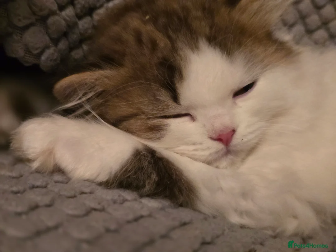 British Shorthair cats for sale: TICA registered British shorthair kittens - Advert 1