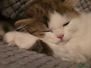 British Shorthair cats TICA registered British shorthair kittens - Advert 10