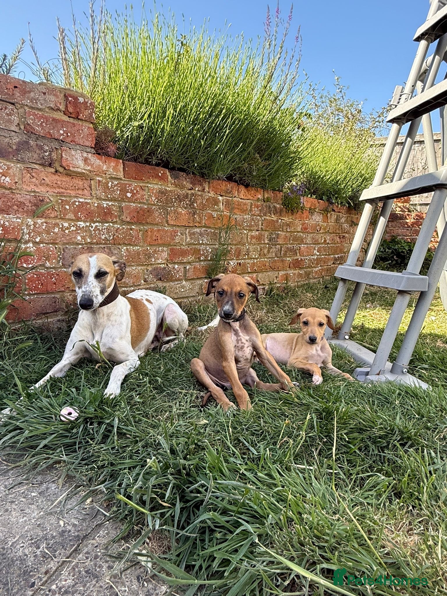 Mixed Breed dogs Wippet X puppies  - Advert 1