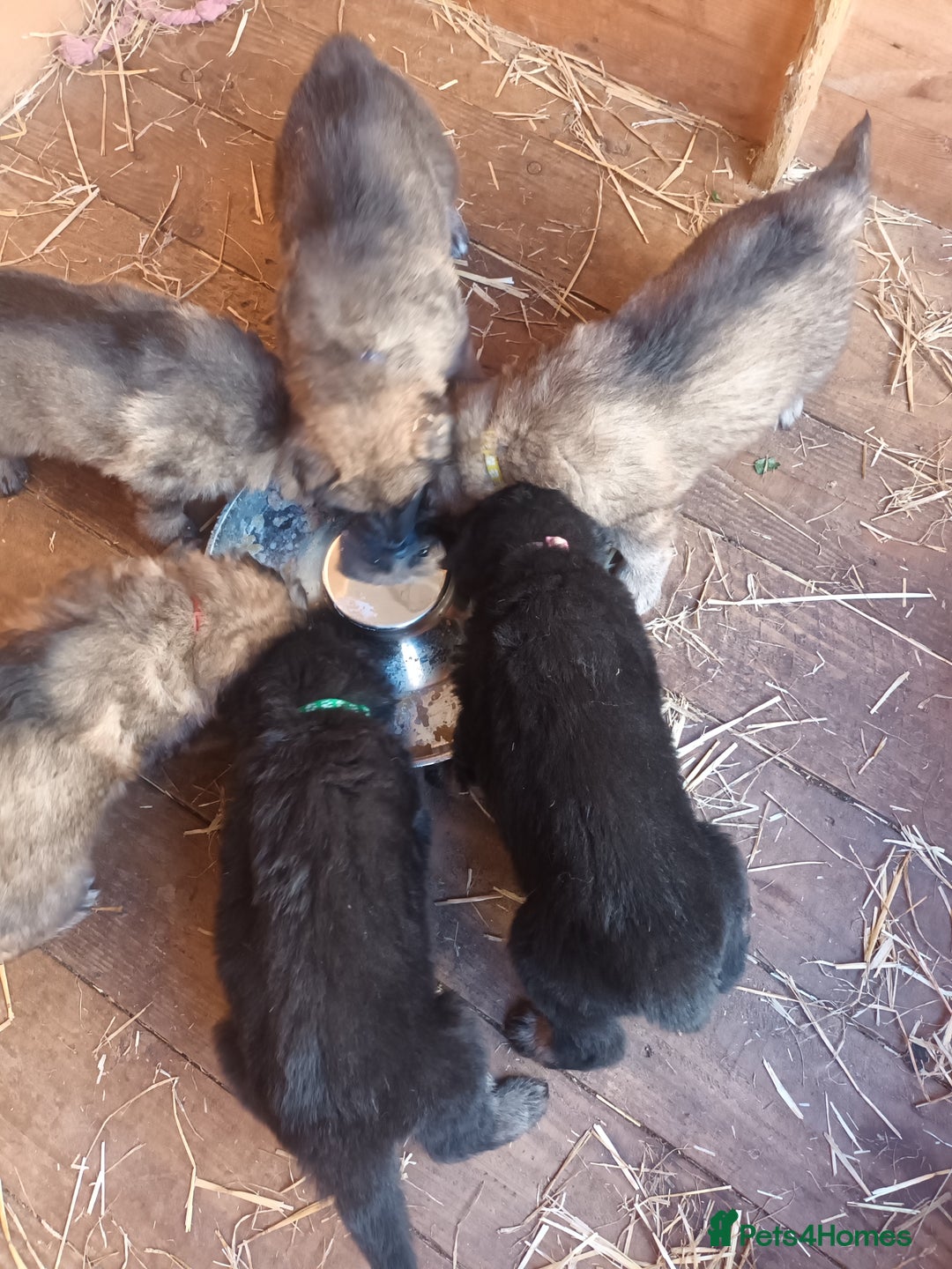 German Shepherd dogs for sale: German shepherd  - Image 9