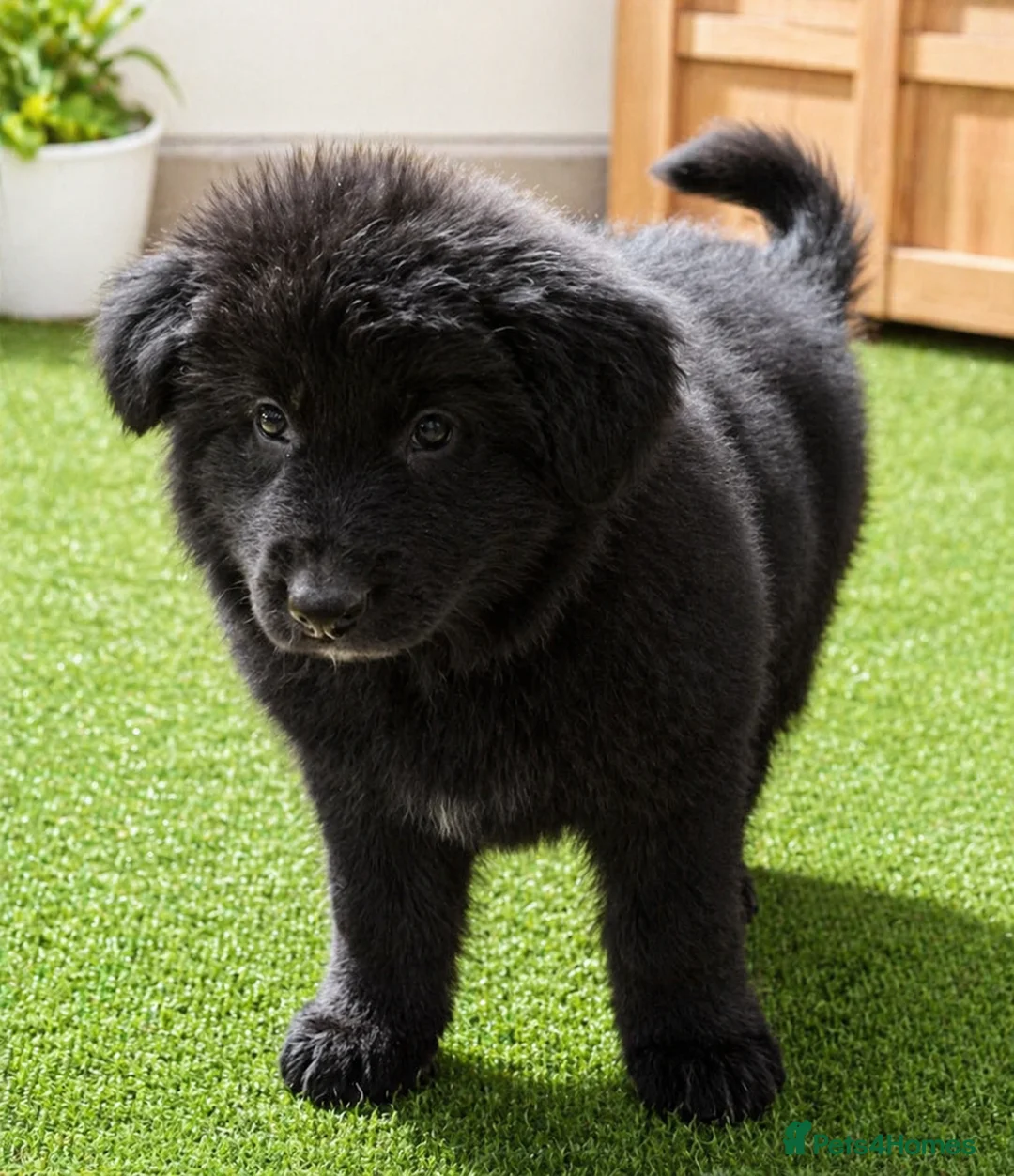 German Shepherd dogs for sale: German Shepherd Puppies - Advert 17