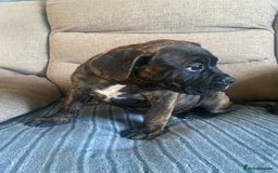 Mixed Breed dogs for sale: Old tyme bulldog in Shotts - Image 14