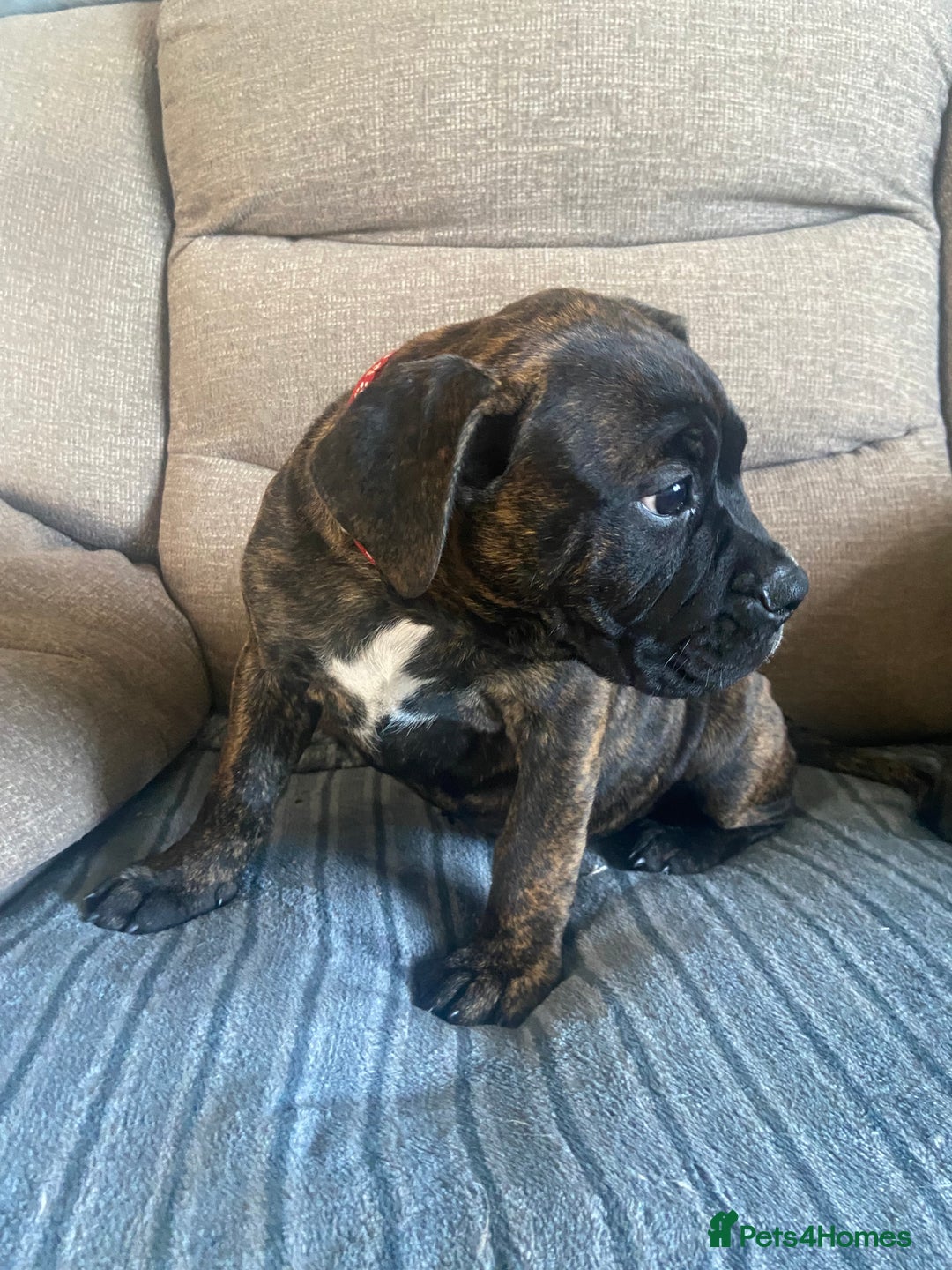 Mixed Breed dogs for sale: Old tyme bulldog in Shotts - Image 14