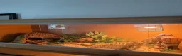 Corn Snake reptiles for sale: Corn snake & vivarium - Advert 3